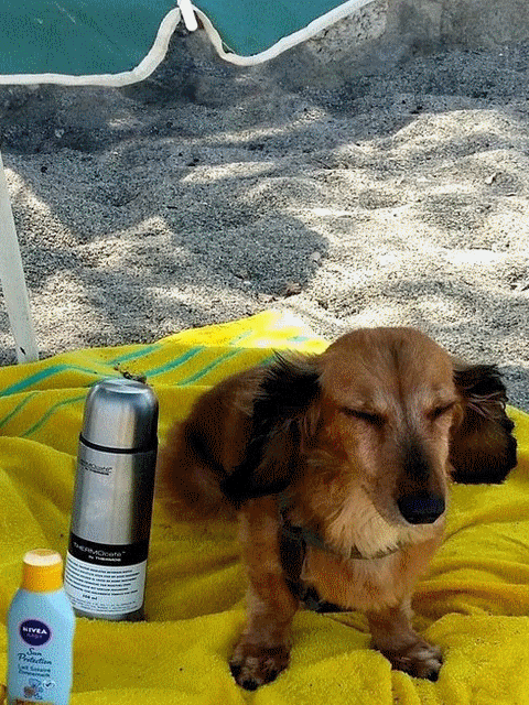 Attention à la canicule